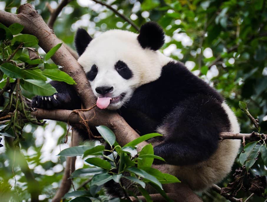 リサンネ・デ・ウィッテさんのインスタグラム写真 - (リサンネ・デ・ウィッテInstagram)「Me when I see cute photos of pandas 🐼💛 #swipe」8月15日 2時49分 - lisannedewitte