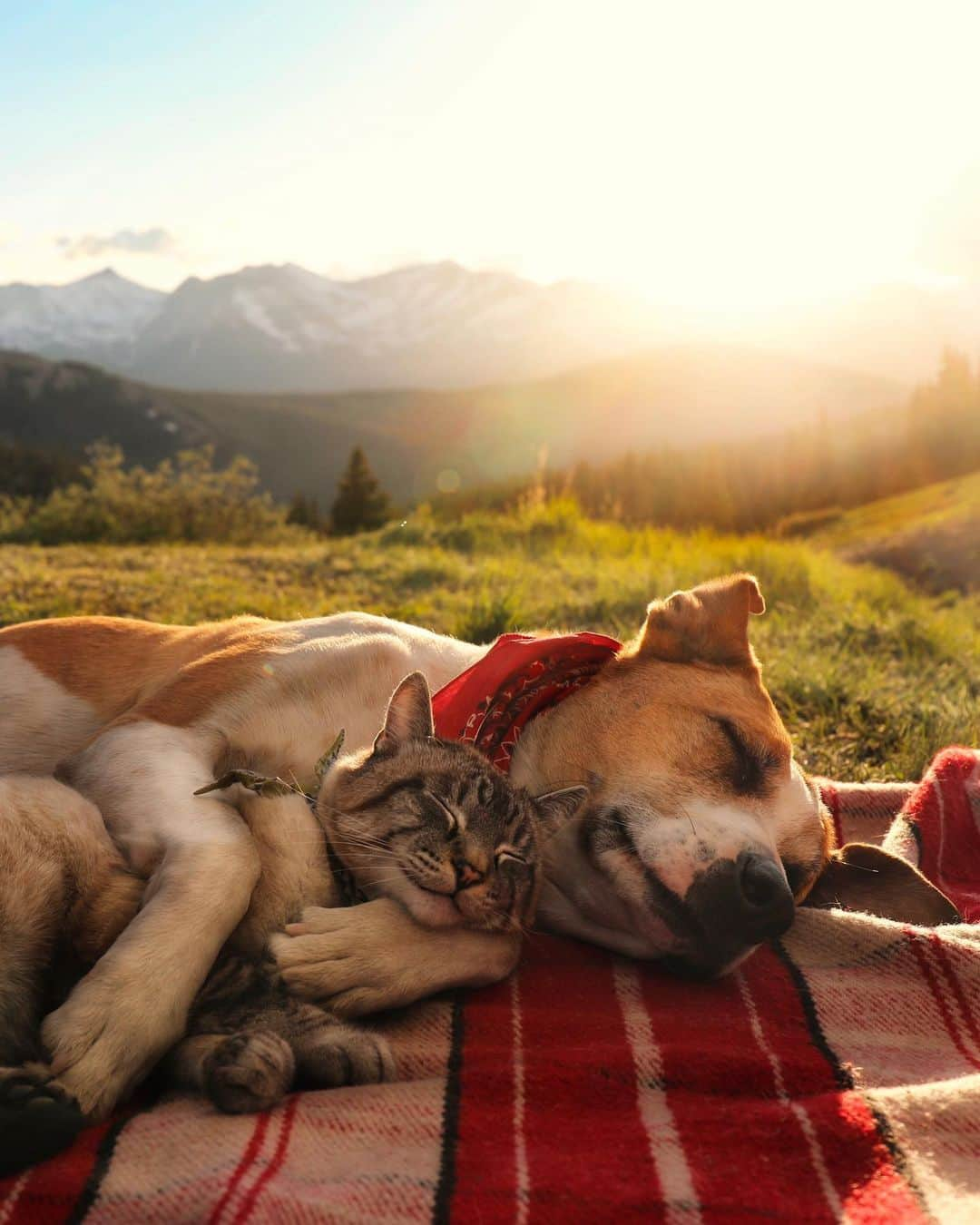 Instagramさんのインスタグラム写真 - (InstagramInstagram)「Sometimes all you need to go outside your comfort zone is a buddy by your side. Just ask Henry and Baloo (@henrythecoloradodog), a pair of outdoor enthusiasts from Denver, Colorado. 🐾⛰⁣ ⁣ “Baloo always checks with Henry to make sure it’s safe to explore, and Henry always checks on Baloo,” says their human Cynthia Bennett. “It’s almost like they take care of each other.”⁣ ⁣ Today on #YouGotThis, Henry and Baloo show us that if you want to go far, it’s best to go together. Check out their adventures, right now on our story.⁣ ⁣ Photo by @henrythecoloradodog」8月15日 3時17分 - instagram