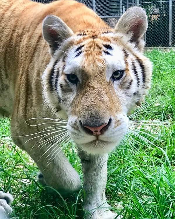 Zoological Wildlife Foundationさんのインスタグラム写真 - (Zoological Wildlife FoundationInstagram)「Sara, our majestic 18 month old tabby tiger.😍🐯💚✨ #tiger #bengal #endangeredspecies #conservation #zwfmiami #zwf #enrichment」8月15日 3時54分 - zwfmiami