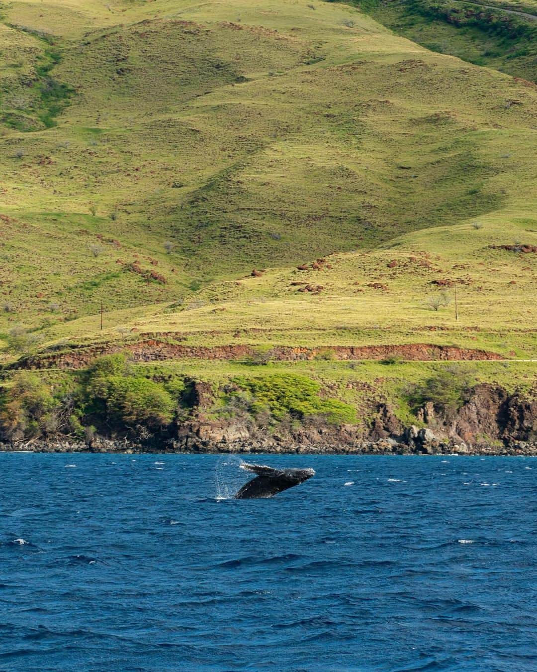ハワイアン航空さんのインスタグラム写真 - (ハワイアン航空Instagram)「Can you spot the koholā (humpback whale) in the background? From December to May, these gentle giants return to Hawaiʻi to breed, calve and nurse their young ones. 🐋 📷: @dylangallante」8月15日 4時02分 - hawaiianairlines