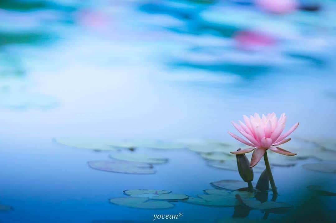 花の写真館さんのインスタグラム写真 - (花の写真館Instagram)「Photo by @yoceantoi.⠀ https://instagram.com/yoceantoi/⠀ .⠀ Original Post[投稿頂いたURL]⠀ https://www.instagram.com/p/BlKu3JQA8NW/⠀ .⠀ 本アカウントは、 #私の花の写真 をつけてInstagramに投稿された皆さまの花の写真や、「花の写真館」Facebookページで投稿された花の写真を紹介します。⠀ 「花の写真館」Facebookページは、「 @floral.photograph 」のプロフィールにあるURLからご覧ください。⠀ .⠀ #花の写真館 #floralphotograph #floralphoto #flower #flowers #富士フイルム #FUJIFILM⠀ Follow: @floral.photograph」8月14日 19時30分 - floral.photograph