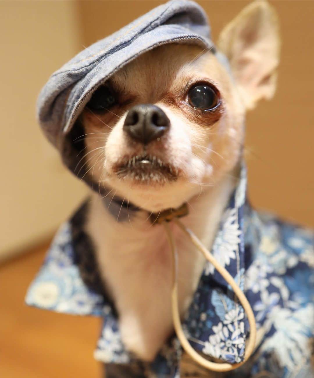紋次郎さんのインスタグラム写真 - (紋次郎Instagram)「明日で夏休みおしまーい。 金曜も有給推奨日だったんだけどこの暑さなら会社行った方がいいかなって（笑） 腐る程まで有給余ってるのにね  #dog#dogstagram#instadog#chihuahua#barkbox#mydogiscutest#buzzfeed#dog_features#fluffypack#barkpack#dogsofinstaworld#dogsofinstagram#犬#チワワ#手作り#handmade#着物#fashion#紋次郎一家#チーム茶#ふわもこ部#igersjp#peco犬部#dogsofinstagram#dogfashion#pecodogs」8月14日 19時33分 - montjiro