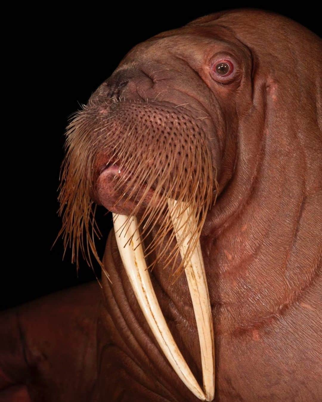 Joel Sartoreさんのインスタグラム写真 - (Joel SartoreInstagram)「​Become a warrior for walruses like this Pacific walrus @hkoceanpark by taking steps to reduce your carbon footprint. Commercial hunting was once the greatest threat to this species, but today, the biggest threat facing walruses is the loss of stable sea ice due to climate change. Walruses feed on the ocean floor in the relatively shallow waters of the continental shelf, where the sea ice sustains a rich food web. Sea ice is also a resting place for this species in between meals, and females will often leave their young on this frozen platform while they forage. Without the sea ice, walruses must swim longer distances to find food and a place to rest, which means burning through hard-earned energy stores that the walrus needs to survive. Warming conditions also mean more water vessels are able to venture into remote ecosystems that were once inaccessible, increasing the likelihood of boat strikes, water contamination, and entanglement in marine debris. By opting to walk, bike, carpool, or use public transport you reduce your transportation emissions which helps to slow the progression of global warming, protecting the homes of walruses and many other species. #walrus #pacificwalrus #bigtusks #climatechange #globalwarming #gogreen #greentransportation #PhotoArk #savetogether」8月14日 19時44分 - joelsartore