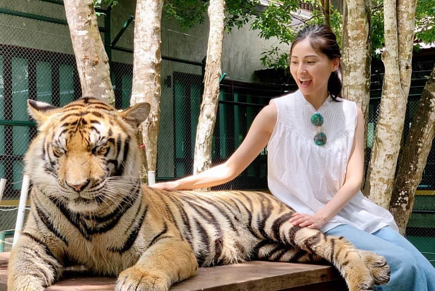 和泉佑三子さんのインスタグラム写真 - (和泉佑三子Instagram)「念願の虎とのツーショ！ #🐅 #タイガーキングダム #ビッグタイガー 撮影をして貰ったのだけど若干怖い💦ので消極的笑！」8月14日 19時56分 - izumisae_official