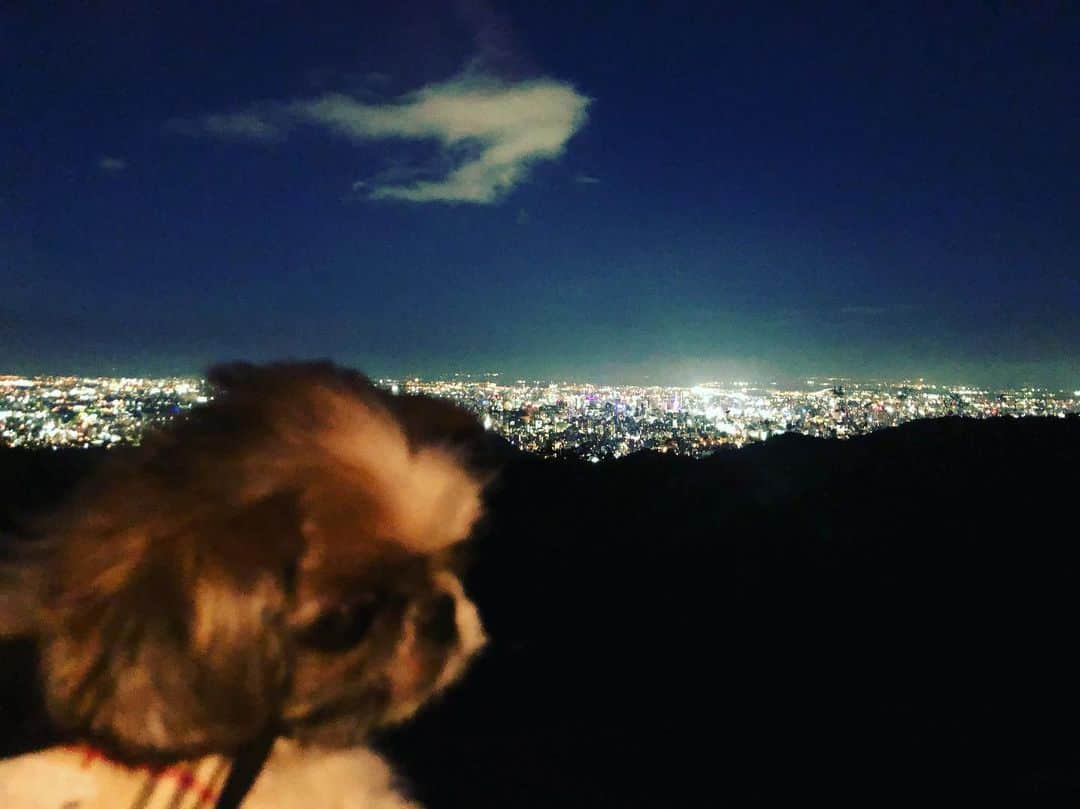 イチミ＆ポンズさんのインスタグラム写真 - (イチミ＆ポンズInstagram)「Sapporo city night view🌃 ぽんちゃんときゅうりちゃんを連れて円山公園でお散歩して、たまたま通りかかった峠で夜景を見ました。ここ24時間営業らしいです。」8月14日 19時49分 - shimejiwasabi