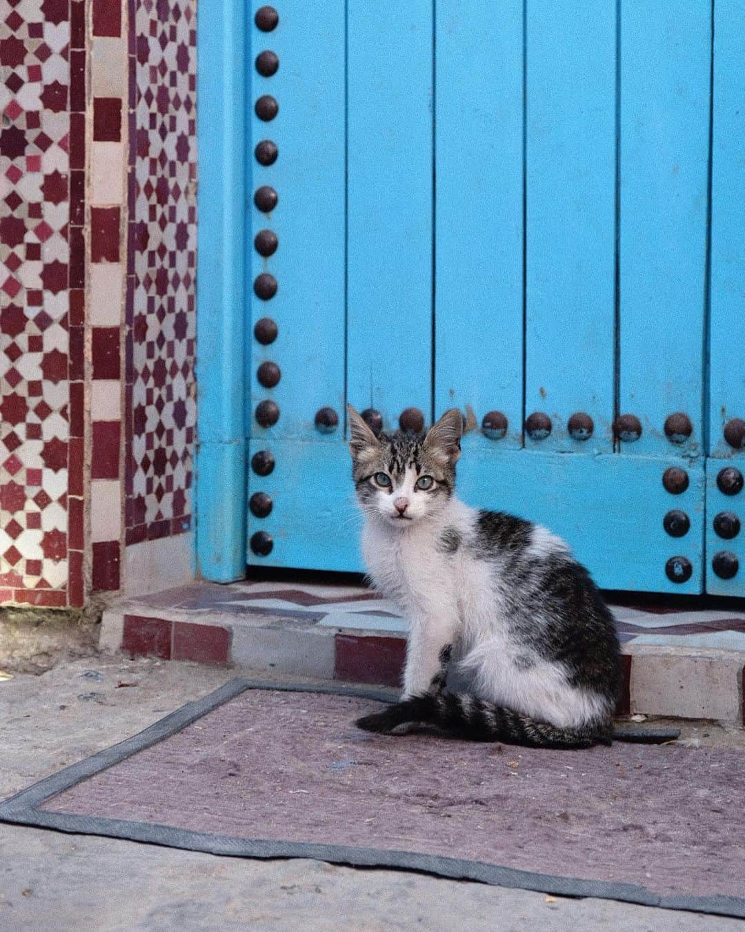 KUNIKAのインスタグラム：「Last picture in Chefchaouen... 🐈💎﻿ ﻿ シャウエンの記憶は、いつか絶対作品にしたい！」