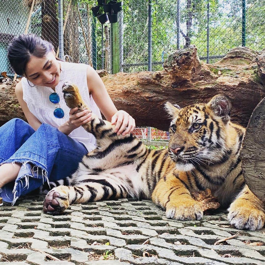 和泉佑三子さんのインスタグラム写真 - (和泉佑三子Instagram)「最後は中くらいの虎🐅 結構顔は凛々しいけどまだ優しいみたい。 足を上げても怒らない笑！ ヤバイ😘💕虎好き！ #ミディアムタイガー #タイガーキングダム」8月14日 20時14分 - izumisae_official