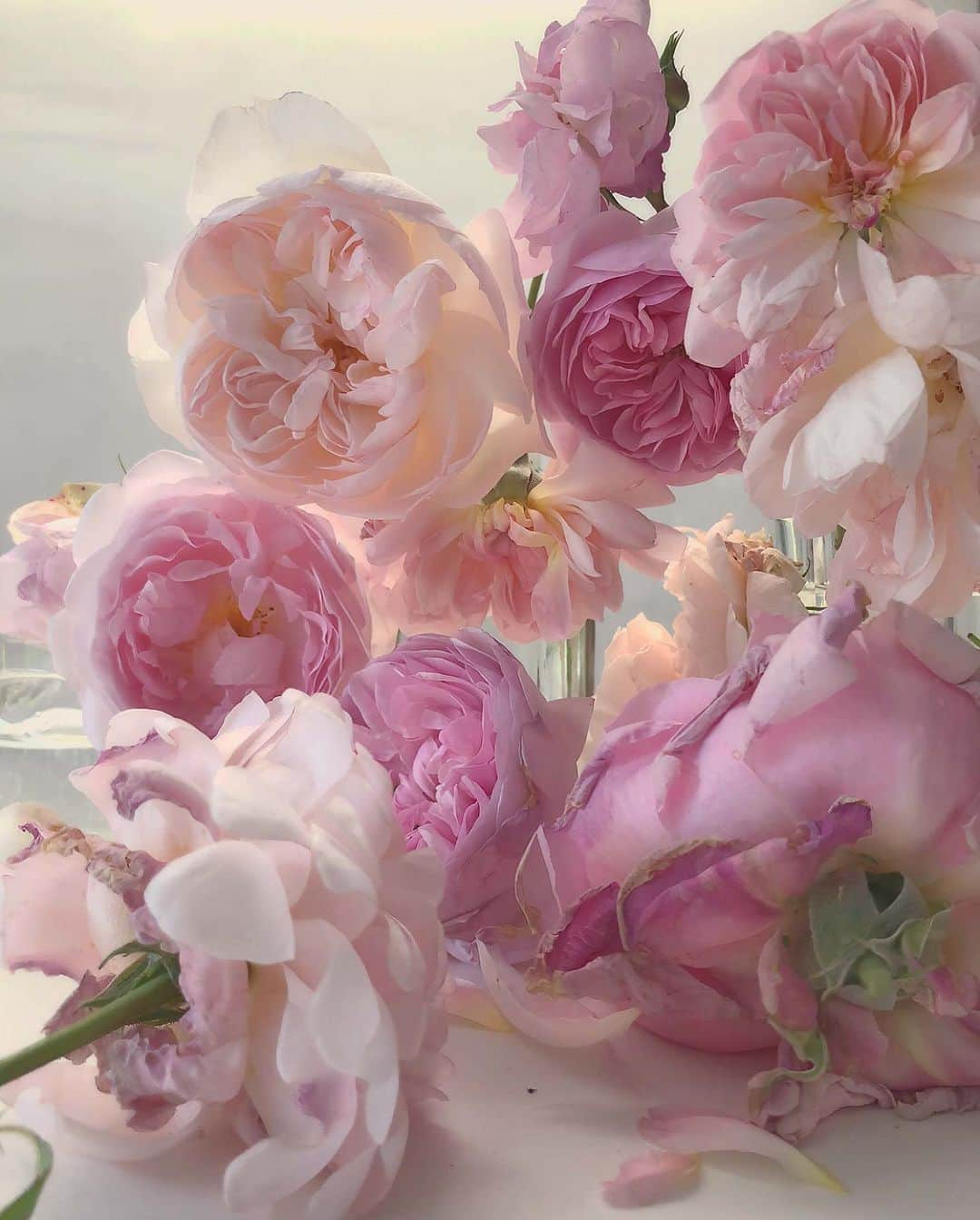 AnOther Magazineさんのインスタグラム写真 - (AnOther MagazineInstagram)「Delicate and painterly roses to brighten up your Wednesday, by @nick_knight 🌹⁠⠀ ⁠⠀ PS! The photographer is hosting a special afternoon at the Oxfordshire exhibition in September. Head to Knight’s Instagram (@nick_knight) to find out how to be there 👀⁠⠀ ⁠⠀ 📸 is Friday 8th June, 2018⁠⠀」8月14日 20時07分 - anothermagazine