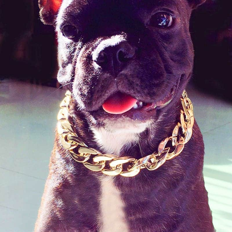 French Bulldogさんのインスタグラム写真 - (French BulldogInstagram)「Bling French Bulldog Collar by Frenchie World(™) will create an air of sophistication and class. It makes a statement. . . . . . #frenchie #frenchieoftheday #französischebulldogge#franskbulldog #frenchbull #fransebulldog #frenchbulldog#frenchiepuppy #dog #dogsofinstagram #americanbully#puppy #puppylove #bully #bulldog #bullyinstafeature#bulldogfrances #フレンチブルドッグ #bulldogs #pug#englishbulldog #frenchyfanatics #frenchiesgram#frenchbulldogsofinstagram #frenchiesoverload#ilovemyfrenchie #batpig #buhi #squishyfacecrewbulldog」8月14日 20時22分 - frenchie.world