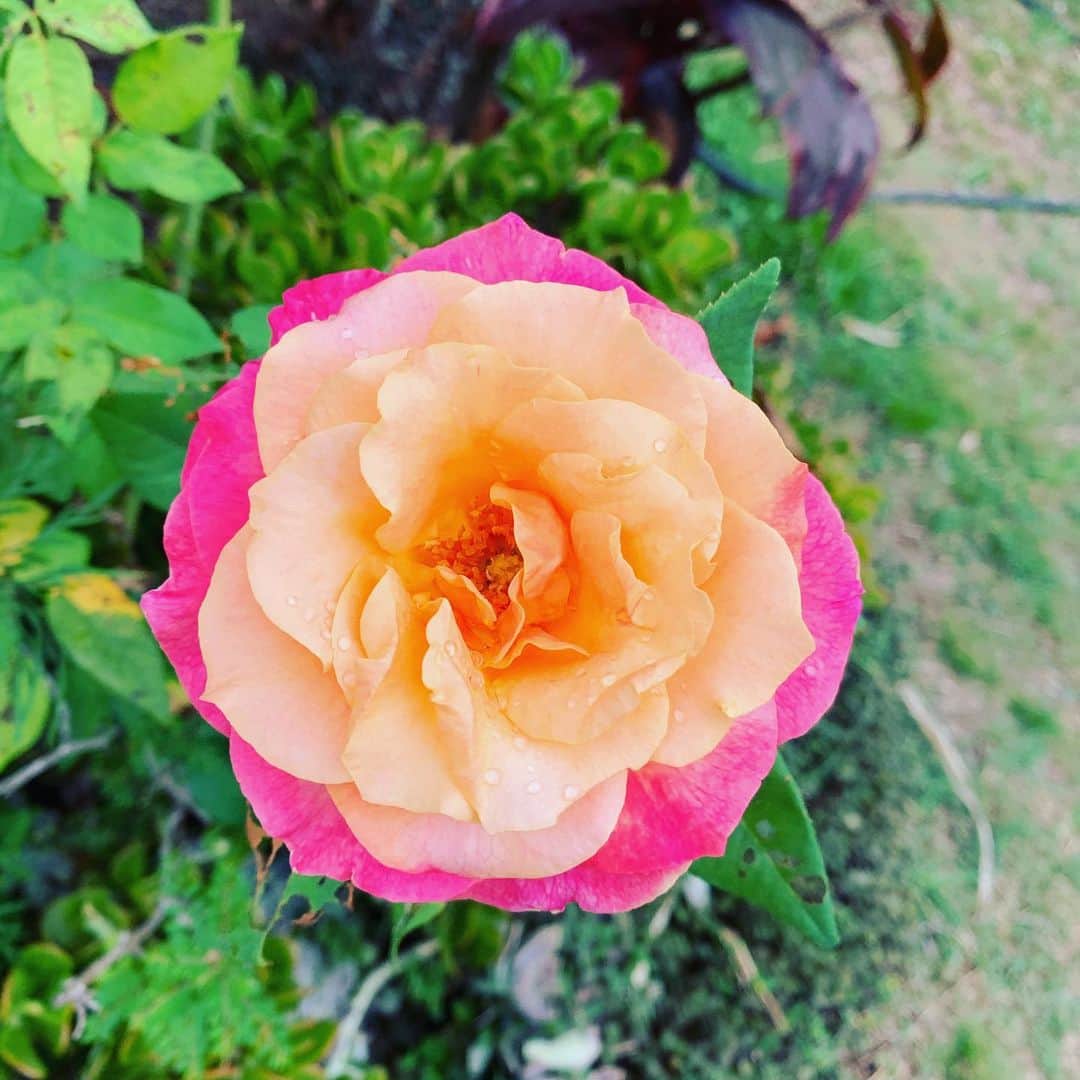 齊藤美絵のインスタグラム