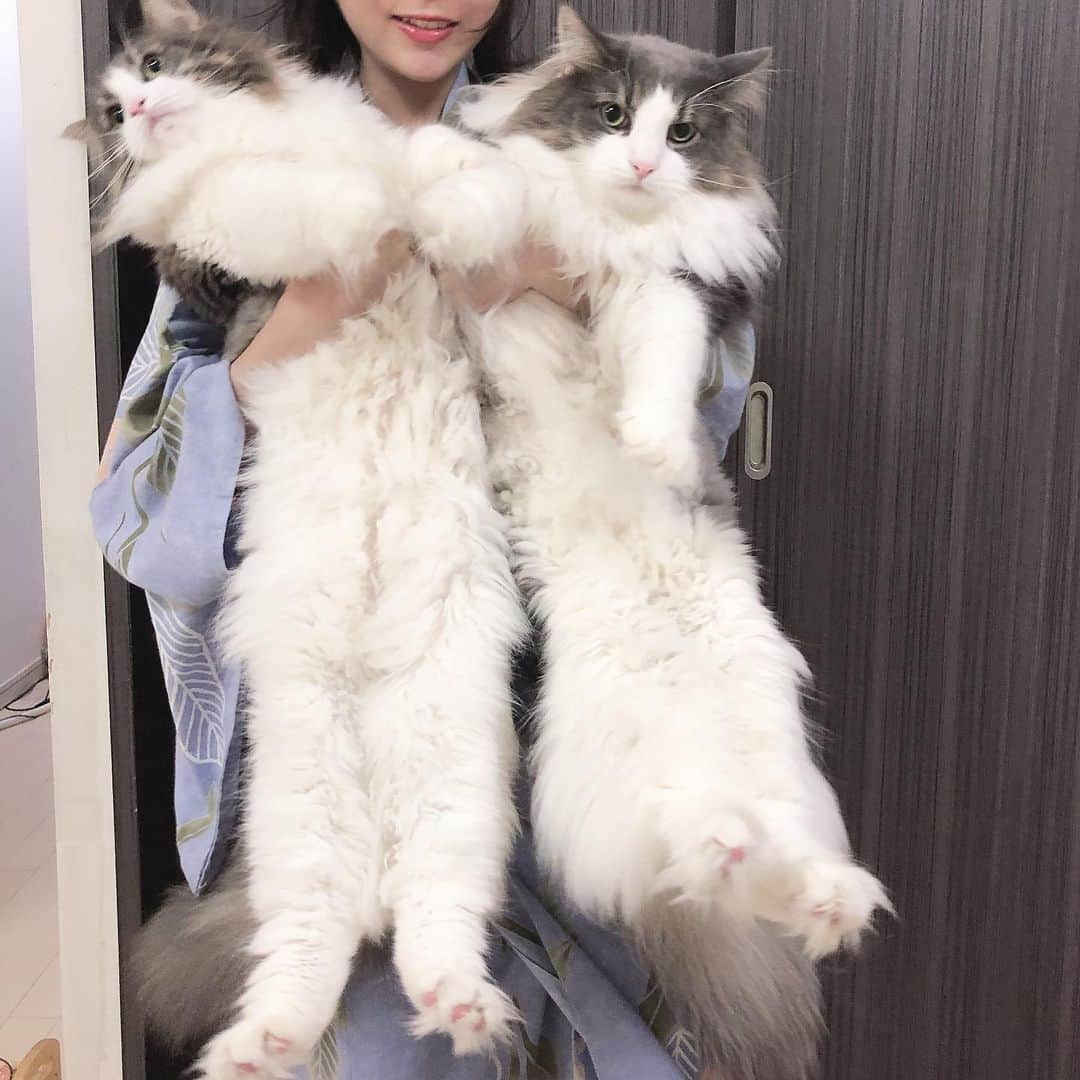 Sagiri Kitayamaさんのインスタグラム写真 - (Sagiri KitayamaInstagram)「1～2枚目は、お姉ちゃんに抱っこされる兄妹(右:キャスバル8.6Kg & 左:ルシファー7.6Kg)ルシファーが長く見えますが、実際はキャスバルの方が長いです。3～10枚目は、8月10日の淀川花火大会🎆の写真です。花火、凄く綺麗なので見てください😃✨ #クリームパン祭 #ラブリー祭 #ねこらぶ祭  #キャスバル #ルシファー #アルテイシア  #ノルウェージャンフォレストキャット #ノルウェージャン #norwegianforestcat #norwegian #ラグドール #ragdoll #neko #ねこ #ねこ部 #ネコ #猫 #猫部 #cat #catstagram #catlover #catsofinstagram #instacat #kitty #ふわもこ部 #耳毛部」8月14日 20時34分 - rererurerurela