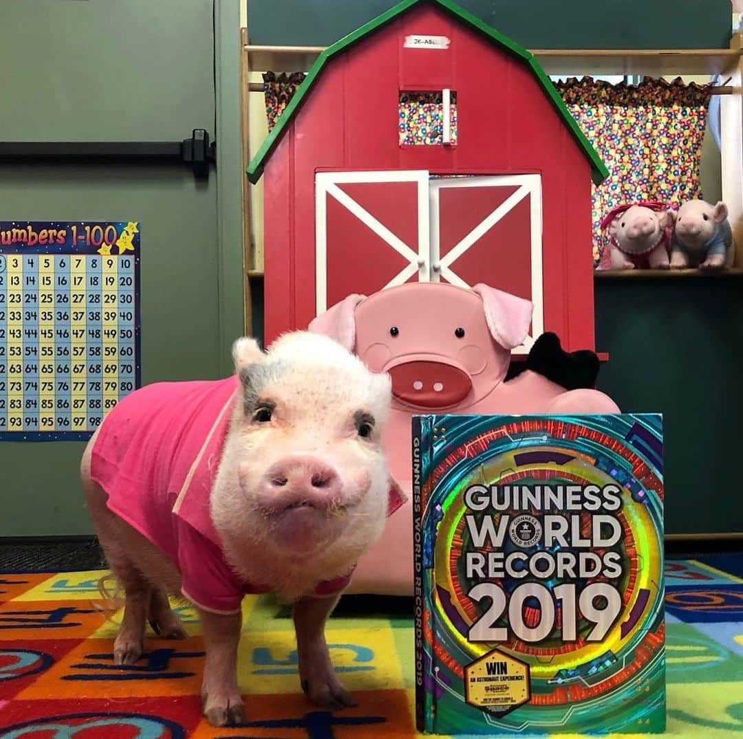 のインスタグラム：「Look what Silly Pop brought for show-n-tell today? Did you guys know we are in it?🐷😳Guess why below...🐷📗#guinessworldrecord #piggyproud #sharechair #firstgrade #SillyPop #PrissyandPop」