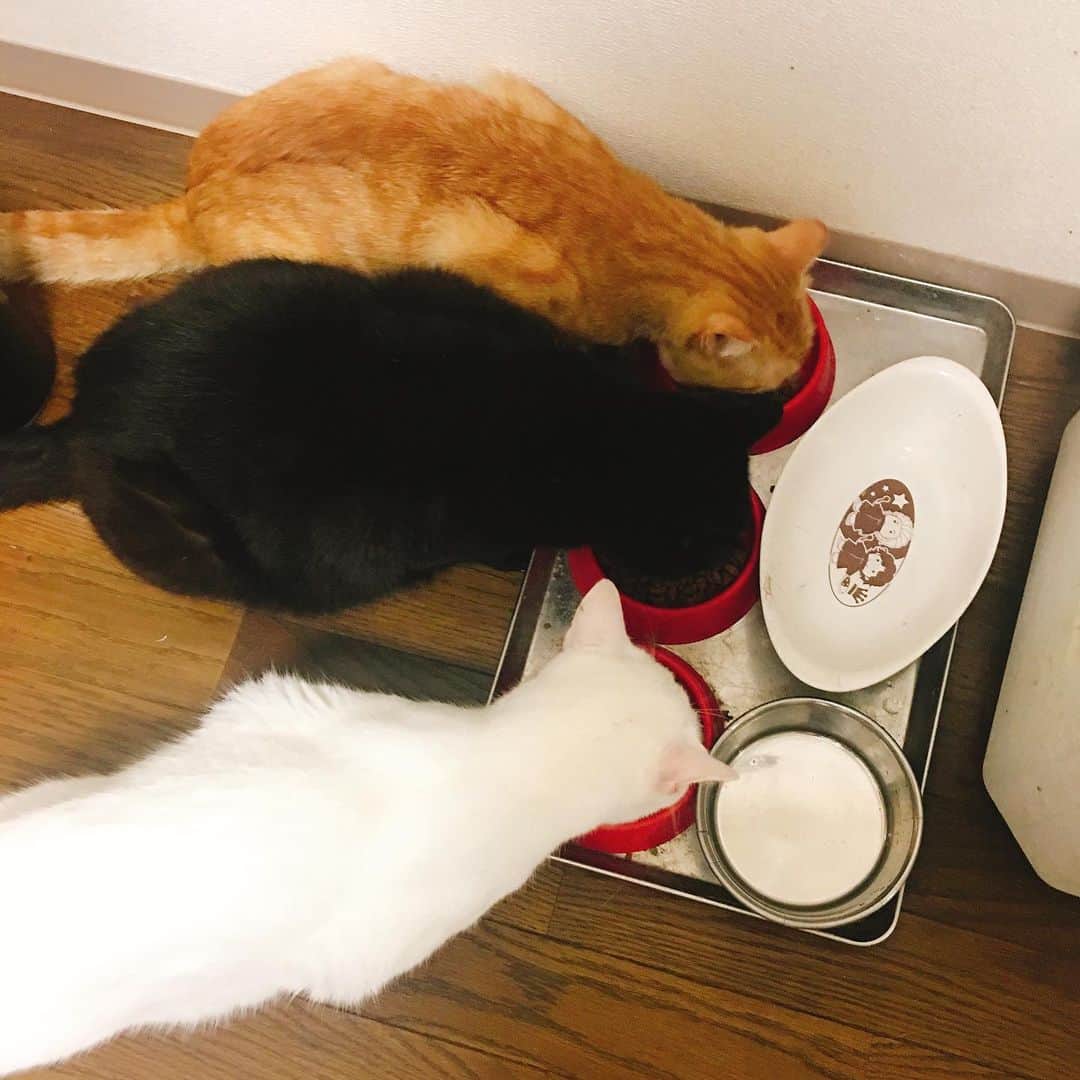 金巻ともこさんのインスタグラム写真 - (金巻ともこInstagram)「もぐもぐもぐもぐ #kurohakuchai #cat #blackcat #黒猫 #茶トラ #猫多頭飼い #tabby #orangetabby #whitecat #白猫」8月14日 20時53分 - tomotomoco