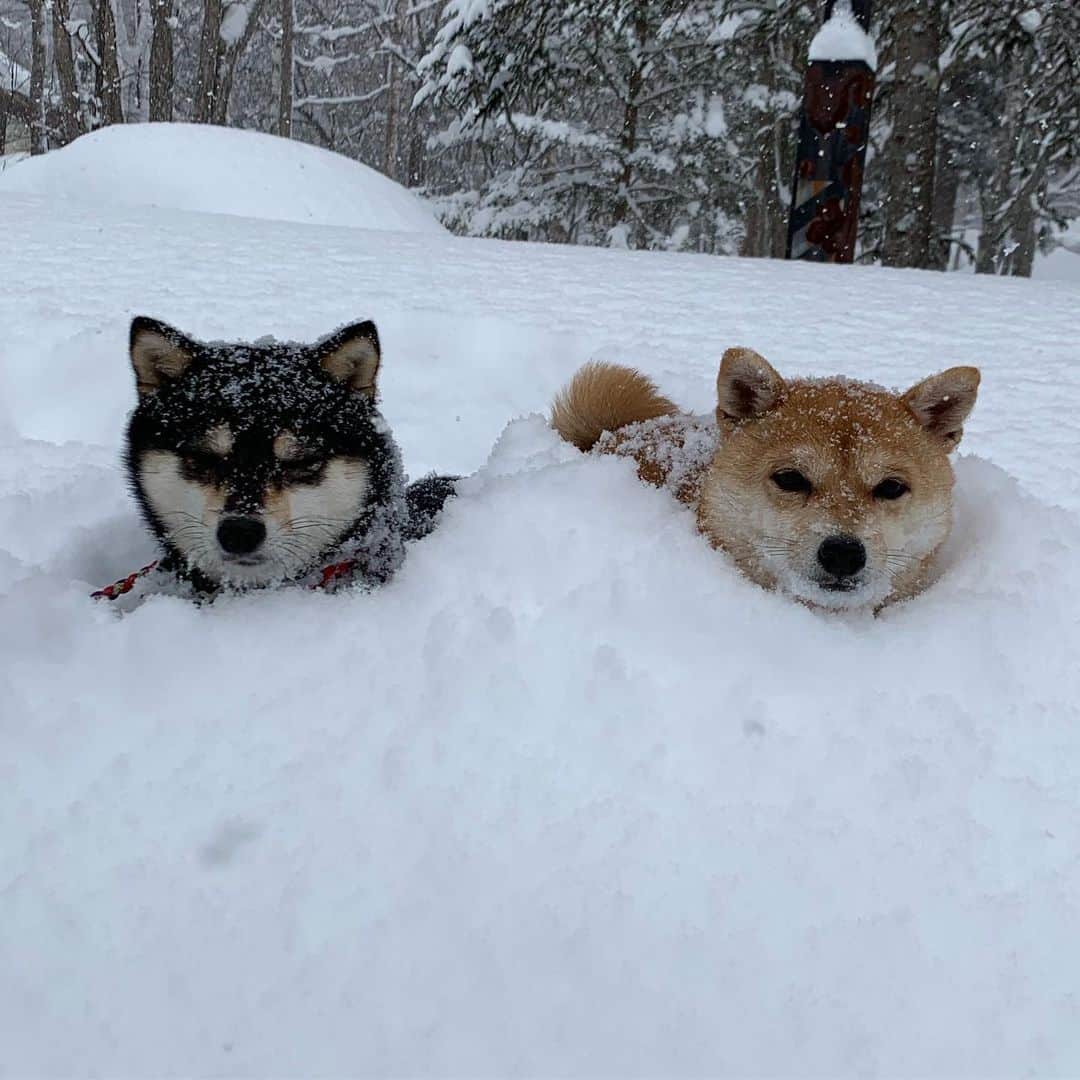 豆柴なつ&ふゆさんのインスタグラム写真 - (豆柴なつ&ふゆInstagram)「Forget the heat😁💓 暑いから涼しくなりますように😁💓 #暑いから #雪景色 #雪#snow#theshibasociety #いぬのきもち #doggy #dogscorner #dogsofinstaworld #柴犬ライフ#pecoいぬ部 #shiba_snap  #わんこ  #柴犬#shiba #shibainu #shibastagram #いぬすたぐらむ #pecoいぬ部 #犬バカ部 #shibainumag_feature #instafollow #dogoftheday  #🐕📷 #theshibasociety #mameshiba  #柴#proudshibas #cutepets #柴犬マニア」8月14日 21時09分 - mameshiba.natsuinu56