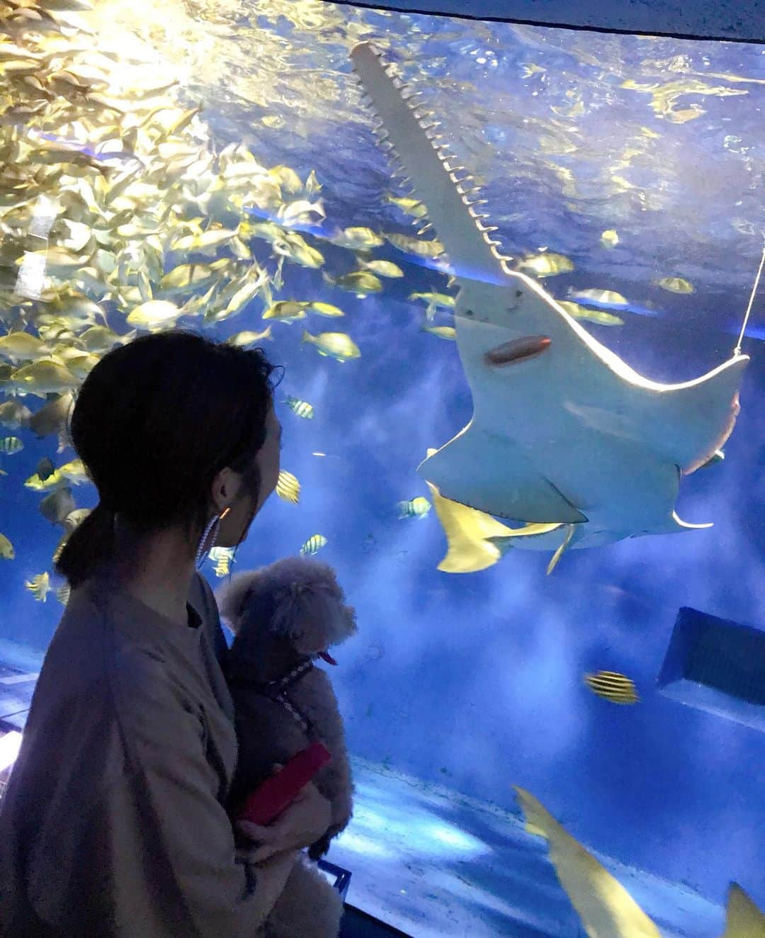 大西暁子さんのインスタグラム写真 - (大西暁子Instagram)「夏休み最終日は﻿ 旅行に行けなかったディアと一緒に水族館へ🐠💓﻿ ﻿ わんちゃんも入れる水族館があるなんて﻿ 夢のようだ🏰✨﻿ ﻿ はじめての景色にディアくんかなり興奮してました😂笑﻿ 興味しんしん👀👀👀 ﻿ たまとディアが揃ってショーを見てる姿は﻿ 親バカながら悶絶であった🙄💓﻿ ﻿ #油壺マリンパーク #水族館 #わんちゃん可 #帰りに新鮮なお野菜とお魚も買えちゃう #なんだこの最高さ」8月14日 21時23分 - akiko_onishi11