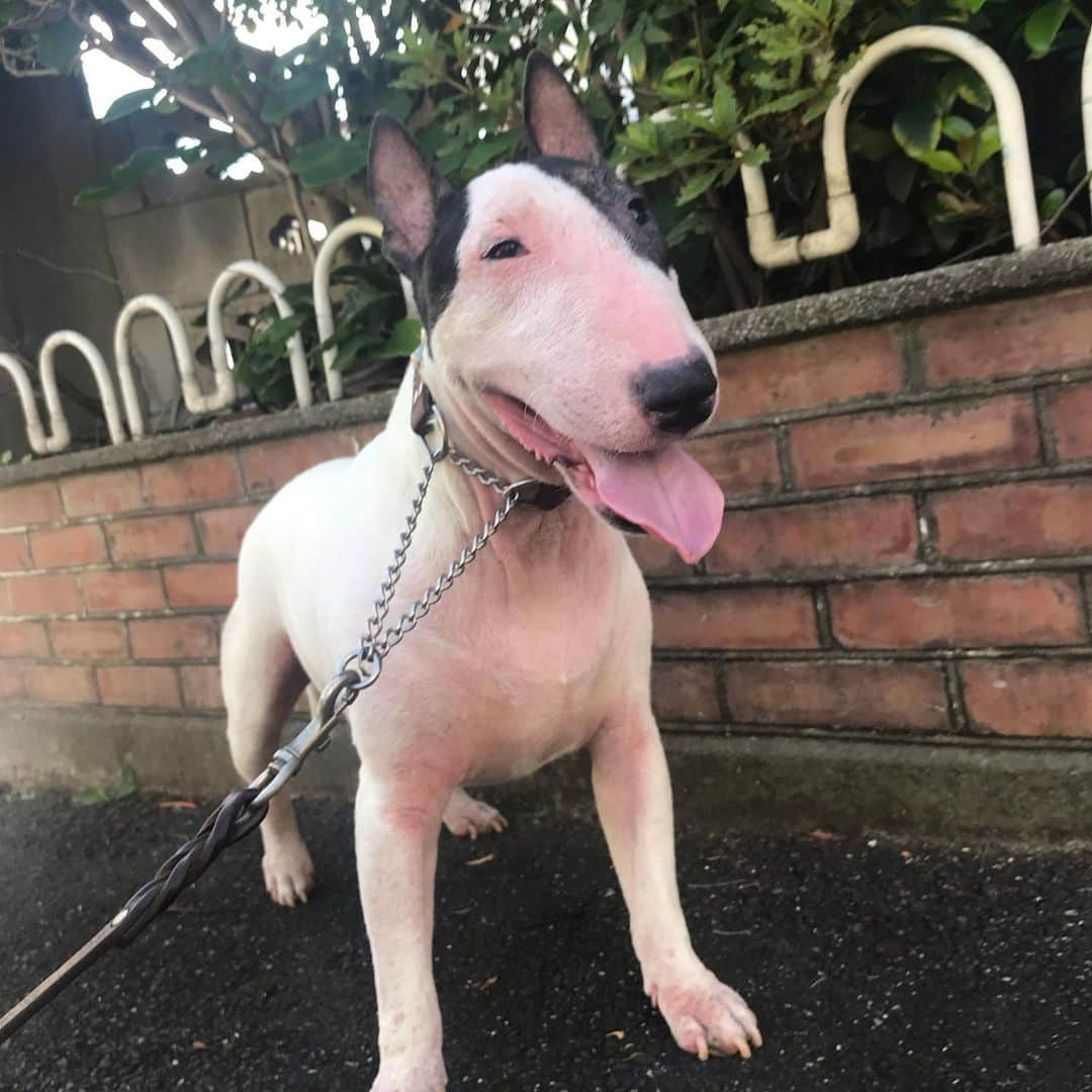 Q太郎さんのインスタグラム写真 - (Q太郎Instagram)「#minituru#bull#terrier#minibullterrier#miniturubullterrier#dog#dogstagram#cute#qtaro#love#family#ミニチュア#ブルテリア#ミニチュアブルテリア#Q太郎」8月14日 21時18分 - qtaro.jun