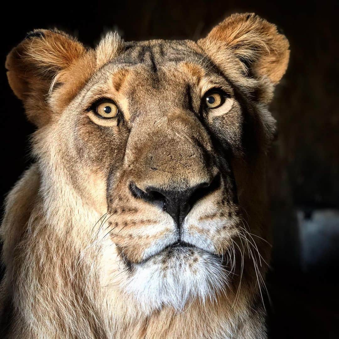 Kevin Richardson LionWhisperer のインスタグラム