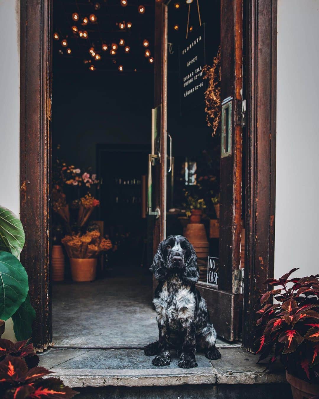 Linda Lomelinoさんのインスタグラム写真 - (Linda LomelinoInstagram)「In paid collaboration with @malmotown - A few more favorites from my recent trip to Malmö! I finally got to visit @florista_malmo, the most beautiful flower shop ever (with the cutest shop dog ”guarding” the shop 😍😂). And the most dangerous shop of them all, @absmaland, filled with vintage furniture, ceramics, plants, good coffee and cinnamon buns 🙌🏼 #makeitmalmö」8月14日 21時31分 - linda_lomelino