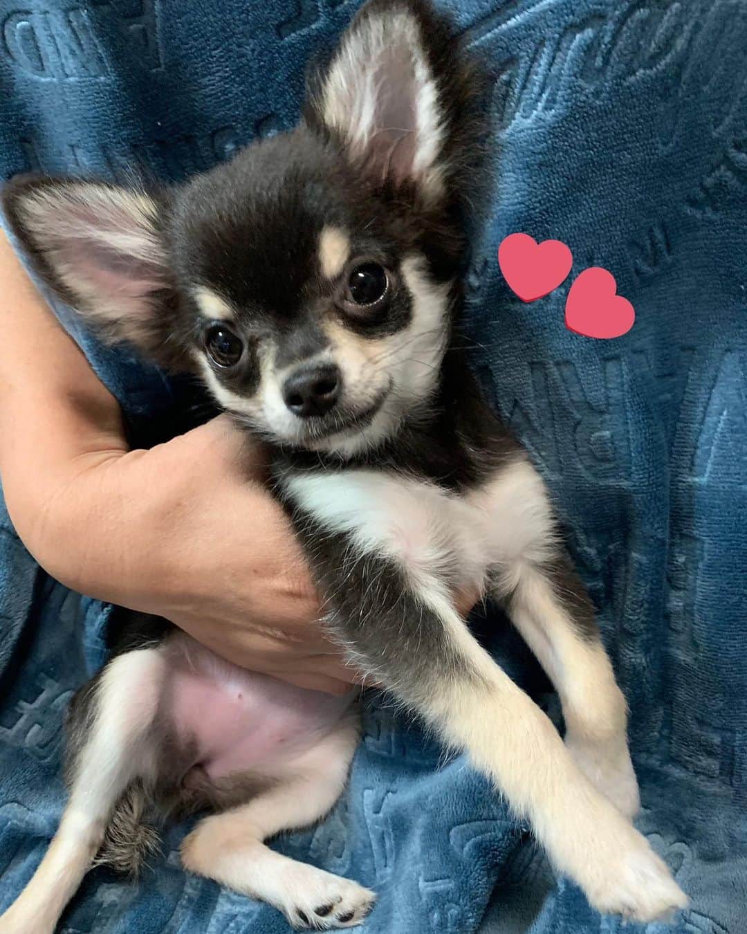 のインスタグラム：「・ ・ ・ 昨日家に帰ったら新しい家族が 増えてました🐶💗 名前はロシェ😳💗💗 これからよろしくね😊！！！ ・ #チワワ #新しい家族 #ロシェ #かわいい #ショコラと仲良くしてね」