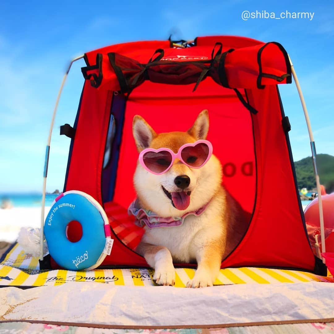 ちゃみさんのインスタグラム写真 - (ちゃみInstagram)「🐶⛺🎵 チャーミーのテント😁 &スリコのフラミンゴちゃんで海に浮いてみたょ😁 #⛺気に入ってくれよかった😊 #マットも買ってしまった  #dogdept #スリコ #海 #海水浴 #徳島 #笹子ビーチ 宿泊は #狗賓 #鳥取 * * * #shiba#shibainu#shibastagram#dog#weeklyfluff#柴犬#犬#しばいぬ @dogdept_official」8月14日 21時38分 - shiba_charmy