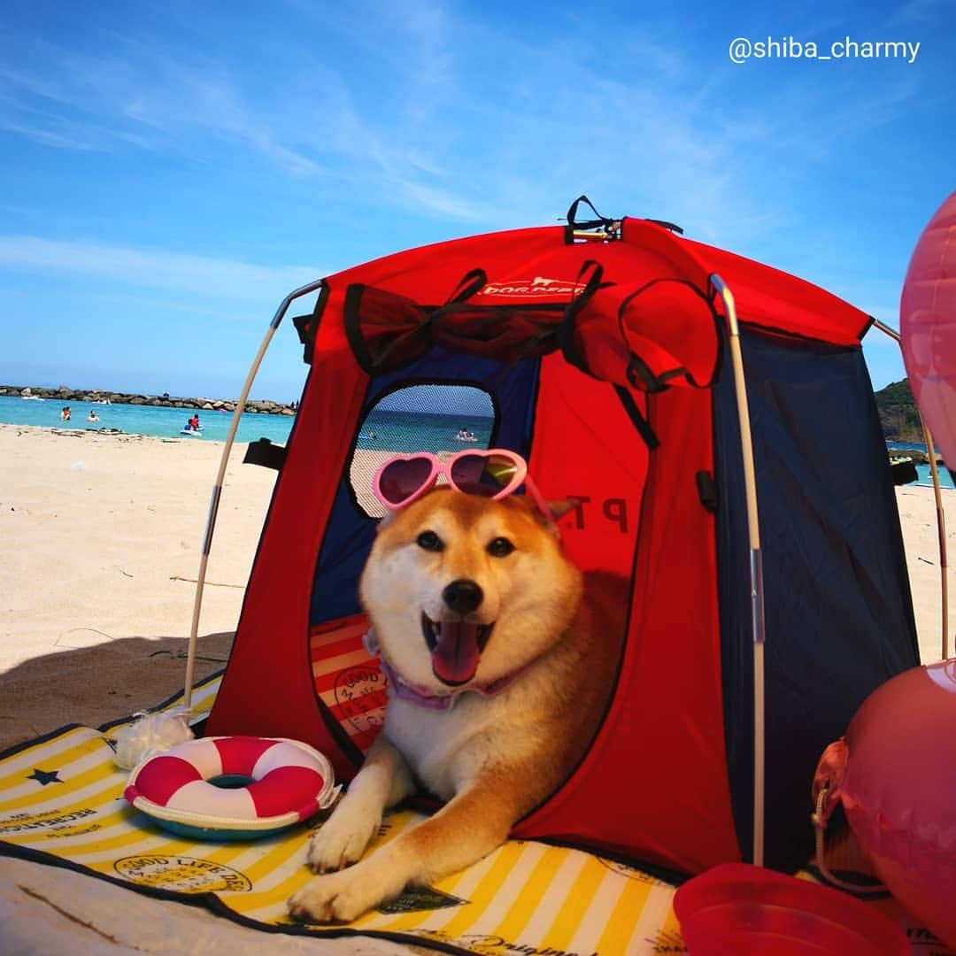 ちゃみさんのインスタグラム写真 - (ちゃみInstagram)「🐶⛺🎵 チャーミーのテント😁 &スリコのフラミンゴちゃんで海に浮いてみたょ😁 #⛺気に入ってくれよかった😊 #マットも買ってしまった  #dogdept #スリコ #海 #海水浴 #徳島 #笹子ビーチ 宿泊は #狗賓 #鳥取 * * * #shiba#shibainu#shibastagram#dog#weeklyfluff#柴犬#犬#しばいぬ @dogdept_official」8月14日 21時38分 - shiba_charmy