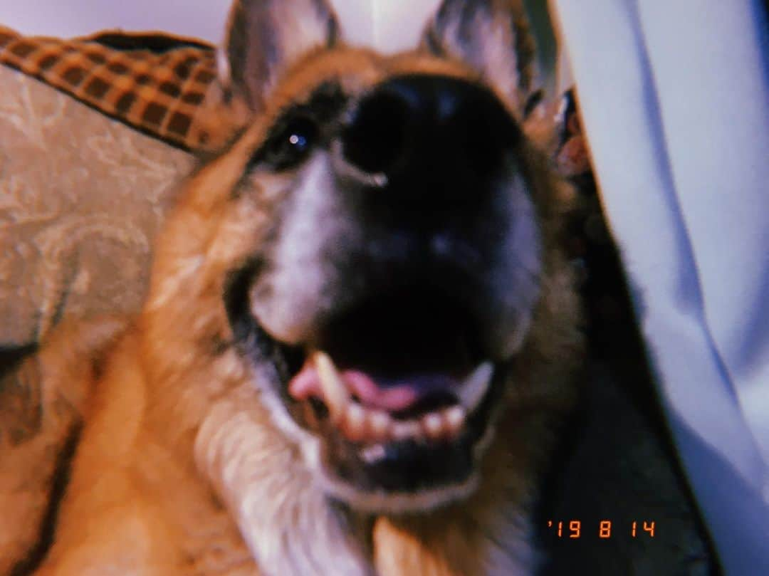 モハメッド・マリヤムのインスタグラム：「ピンぼけロキ男🐶🔥 #germanshepherd #shepherd #mybaby #film #survive_this_summer #smiledog #japan #l4l #f4f #gn #本日のロキ男 #シェパード #ピンぼけ #🐶」