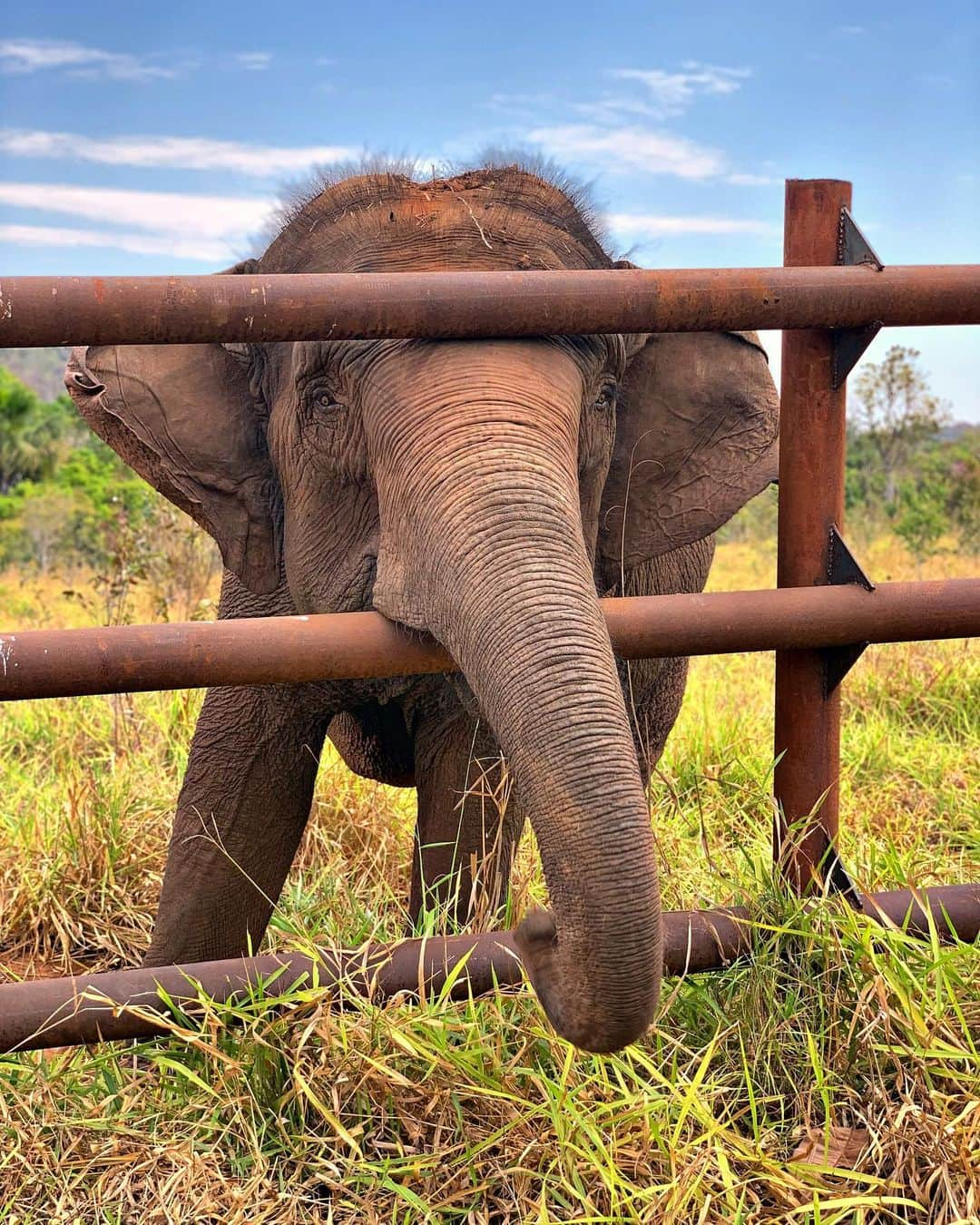 Giovanna Ewbankさんのインスタグラム写真 - (Giovanna EwbankInstagram)「Maia passando na sua timelime com todo o seu charme pra dar BOM DIA!!! 🐘💕💕💕 @elefantesbrasil」8月14日 21時59分 - gioewbank