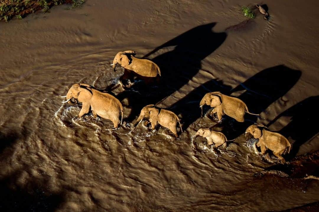 National Geographic Travelさんのインスタグラム写真 - (National Geographic TravelInstagram)「Photo by @amivitale | A herd of elephants crosses a river at @loisaba_conservancy in Laikipia, northern Kenya. More than 800 elephants spend significant time at @loisaba_conservancy and @nature_africa is working with partners to conserve this important elephant migratory pathway. Elephants are excellent swimmers and if faced with a strong current, they use their trunk as a snorkel and then march right across rivers 12 feet deep. Long ago people thought that ancestral elephants may have come out of the seas. A popular myth was that their trunk evolved as a sort of snorkel in more aquatic settings. Follow @amivitale to learn how photography can support those at @r.e.s.c.u.e who care for the most vulnerable of the elephants and strengthen the communities surrounding them. @conservationorg @thephotosociety @natgeoimagecollection #protectelephants #elephants #stoppoaching #kenya #worthmorealive」8月14日 22時03分 - natgeotravel