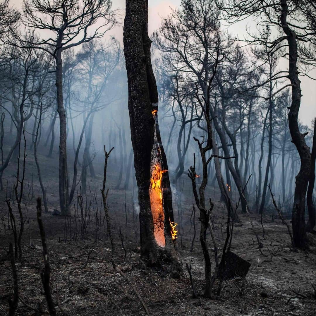 TIME Magazineさんのインスタグラム写真 - (TIME MagazineInstagram)「The trunk of a tree burns after a wildfire near the village of Makrimalli on the Greek island of Evia, northeast of Athens, on Aug. 14. Hundreds of villagers were evacuated a day earlier and Prime Minister Kyriakos Mitsotakis cut a vacation short as scores of firefighters battled the major blaze on the country's second-largest island, authorities said. Fifty-six fires broke out across #Greece in a 24-hour period this week, @apnews reports. Photograph by @angelos_tzortzinis—@afpphoto/@gettyimages」8月14日 22時15分 - time