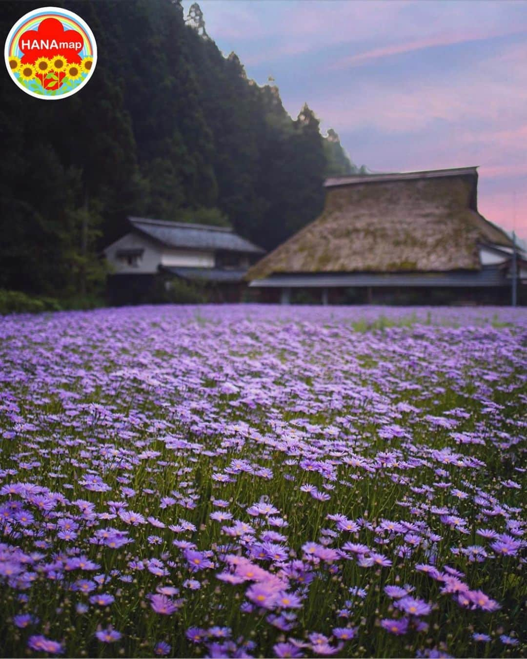 はなまっぷ❁日本の花風景さんのインスタグラム写真 - (はなまっぷ❁日本の花風景Instagram)「🌻🌺はなまっぷの夏まつり🌺🌻 * @ma_chaan_ さんの 夏の花々に花まるを💮 * 暑さに負けずに咲き誇る素敵な夏の花々をありがとうございます😊🌺 * 京都  #北山友禅菊 Kuta, Kyoto. * 🌻友禅菊の花言葉🌻 老いても元気 * 🌈•••🌺•••🌻•••🌺•••🌻•••🌺•••🌈 * 🌺はなまっぷの夏まつり🌺 〜8/31まで #はなまっぷ  のタグの中から、夏のお花のお写真をご紹介させていただきます。期間中はランダムに、複数枚投稿でもご紹介させていただく場合がございます。 * #夏#日本#花#花畑#友禅菊 * 🌈•••🌺•••🌻•••🌺•••🌻•••🌺•••🌈 *」8月14日 22時19分 - hanamap