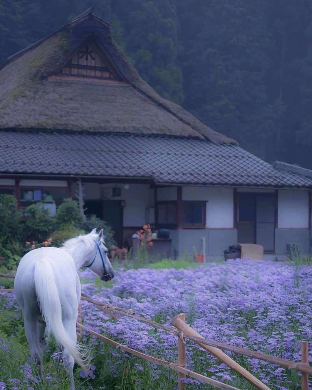 はなまっぷ❁日本の花風景さんのインスタグラム写真 - (はなまっぷ❁日本の花風景Instagram)「🌻🌺はなまっぷの夏まつり🌺🌻 * @ma_chaan_ さんの 夏の花々に花まるを💮 * 暑さに負けずに咲き誇る素敵な夏の花々をありがとうございます😊🌺 * 京都  #北山友禅菊 Kuta, Kyoto. * 🌻友禅菊の花言葉🌻 老いても元気 * 🌈•••🌺•••🌻•••🌺•••🌻•••🌺•••🌈 * 🌺はなまっぷの夏まつり🌺 〜8/31まで #はなまっぷ  のタグの中から、夏のお花のお写真をご紹介させていただきます。期間中はランダムに、複数枚投稿でもご紹介させていただく場合がございます。 * #夏#日本#花#花畑#友禅菊 * 🌈•••🌺•••🌻•••🌺•••🌻•••🌺•••🌈 *」8月14日 22時19分 - hanamap