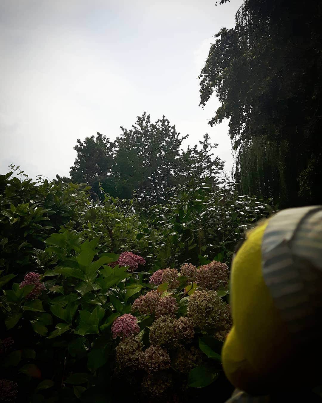 Little Yellow Birdさんのインスタグラム写真 - (Little Yellow BirdInstagram)「It's August, right!? Summer, right!? Now what's with all these clouds and rain...common!!! #littleyellowbird #tweety #tweetykweelapis #adventures #yellow #bird #august #summer #clouds #rain #dutchsummer #hollandsezomer #stuffedanimalsofinstagram #plushiesofinstagram」8月14日 22時27分 - tweetykweelapis