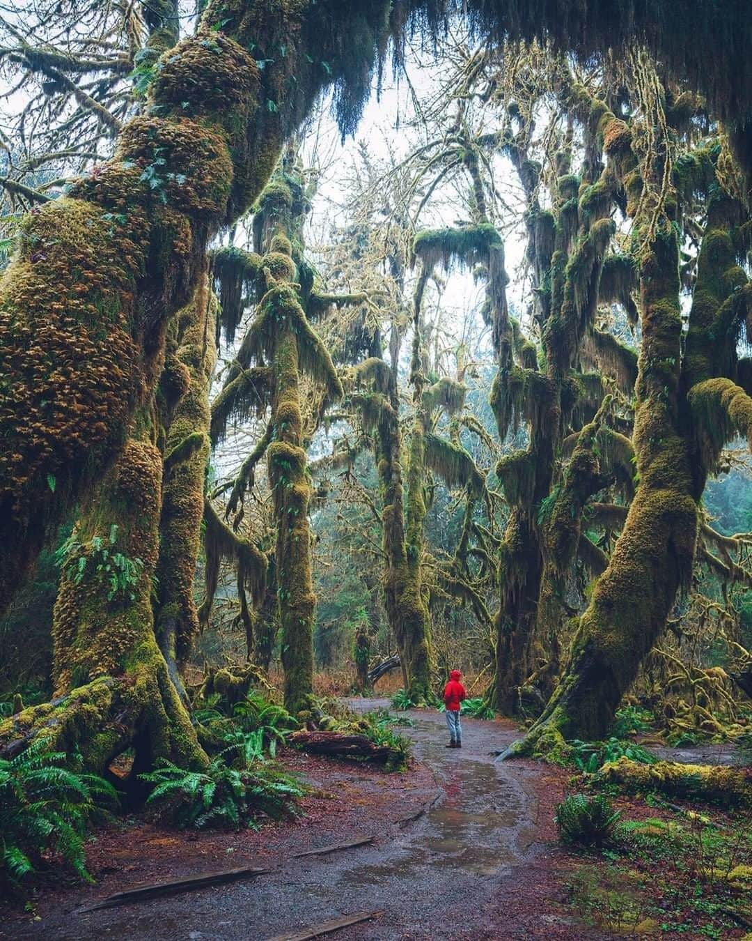 Travel + Leisureさんのインスタグラム写真 - (Travel + LeisureInstagram)「Known for its rainforests, natural hot springs, and gorgeous views, Olympic National Park is the perfect spot for an unforgettable summer vacation. Get our guide to the best national parks for a summer trip at the link in bio! #tlpicks courtesy of @alberthbyang」8月14日 22時46分 - travelandleisure