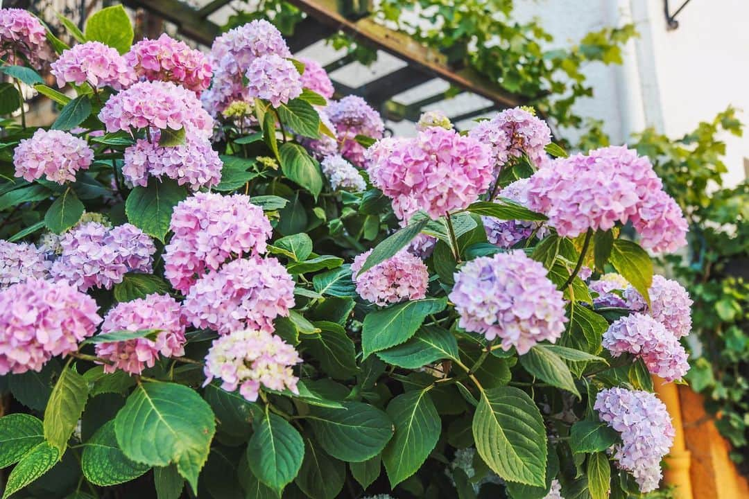 Anniさんのインスタグラム写真 - (AnniInstagram)「Favorite flowers so far ....❤️🥰💐 #hydrangea #flowercorner ——————————————————————————— • • • • •  #blogger #fashionblogger #inspiration  #fashionblogger_de #americanstyle #blogger #inspo #girl #flowercorner #flowerstagram  #flowers」8月14日 22時59分 - annaleacosta