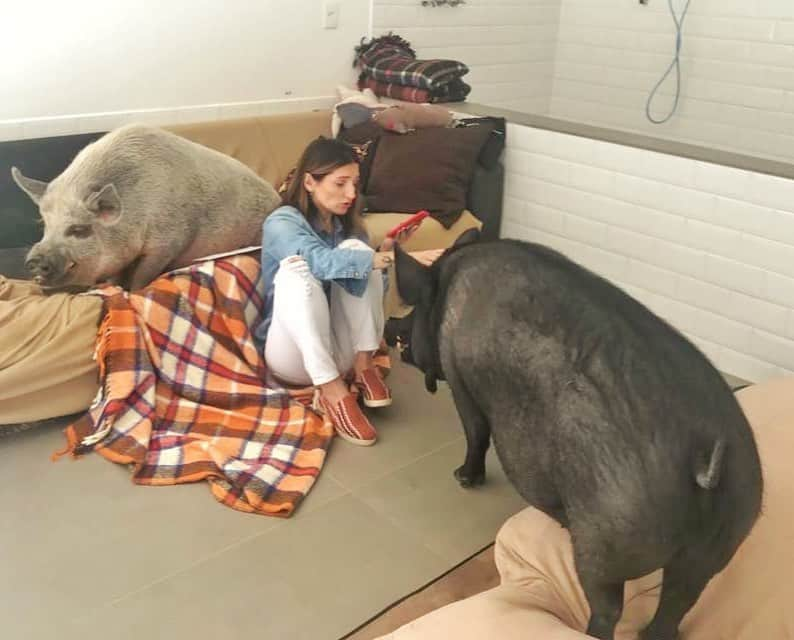 Jamonさんのインスタグラム写真 - (JamonInstagram)「We love when mom tell us stories.  #jamonthepig #tellyoursonastory #pig #pigs #pet #pets #pigsofinstagram #pigstagram #petsofinstagram #petstagram #pigsaspets」8月15日 4時27分 - jamonthepig