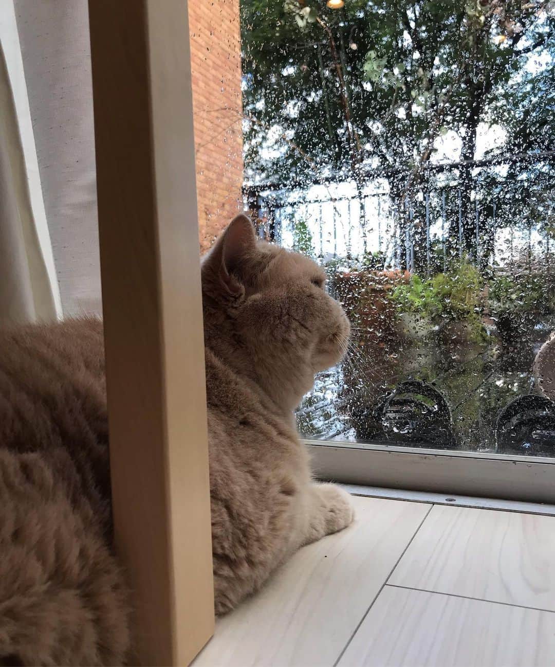 濱中鮎子のインスタグラム：「雨が降ったり止んだり。 チャイは心配そうに？夜中もわたしにくっついて回る。なんていい子なの。🥺 みなさん、乳腺炎について沢山のメッセージやコメントありがとうございました。 ひとまず、発熱だけは落ち着きました。  代わりに #旦那ライン が謎の高熱を出してしまい、我が家大人全滅です。 あ、チャイはまぁまぁおじさんだけれども。  乗り切るしかない💨  #黄昏チャイ  #cat #ネコ #小心者の親分 #チャイ坊 #チャイ #chai #britishshorthair #ブリティッシュショートヘア #クラッシュフェイス #ぶチャイく #愛の交歓  #寝よう」