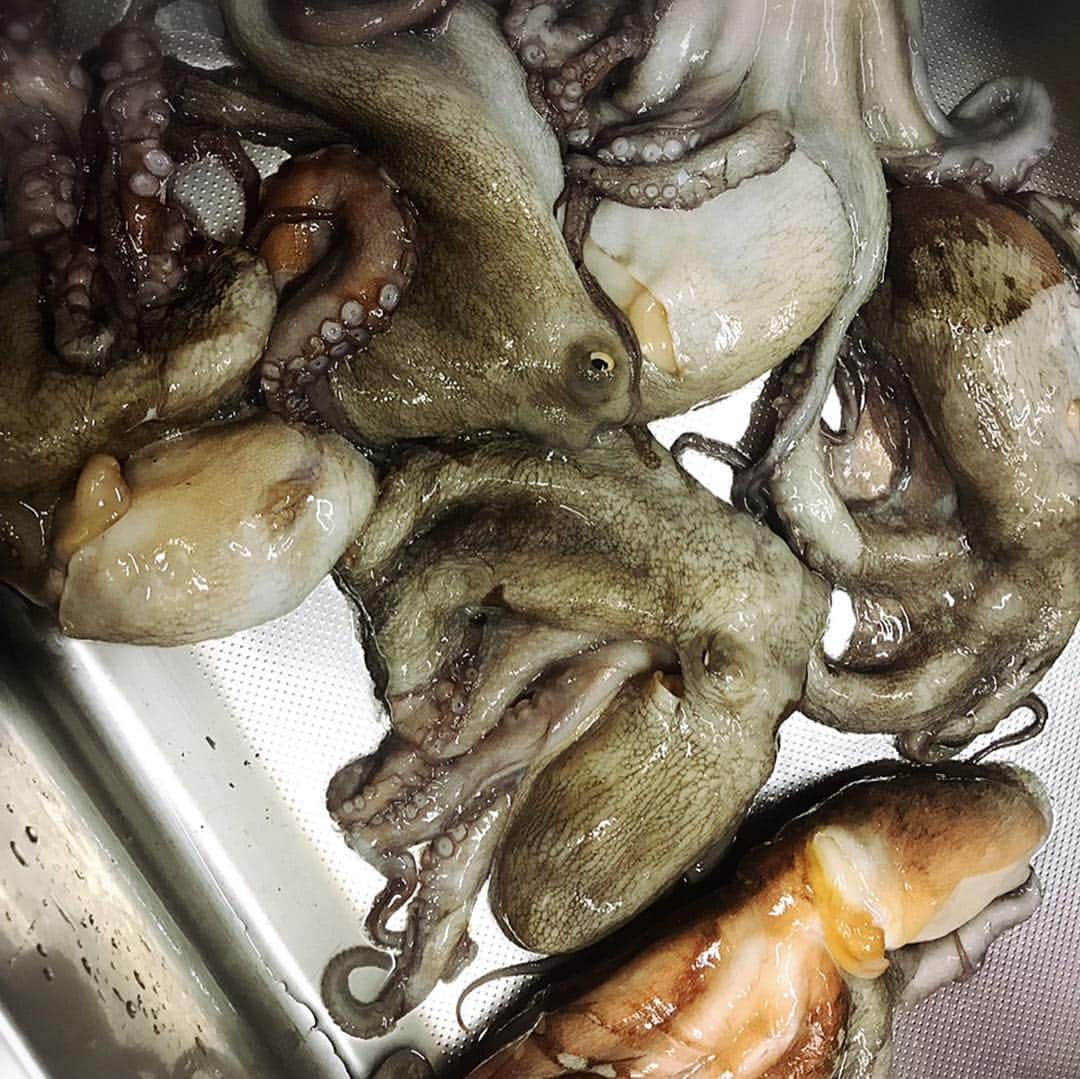 宮田和幸さんのインスタグラム写真 - (宮田和幸Instagram)「#タコ釣り #たこぶつ  #刺身 #釣り #fishing  #料理」8月14日 23時24分 - miyata.hercules