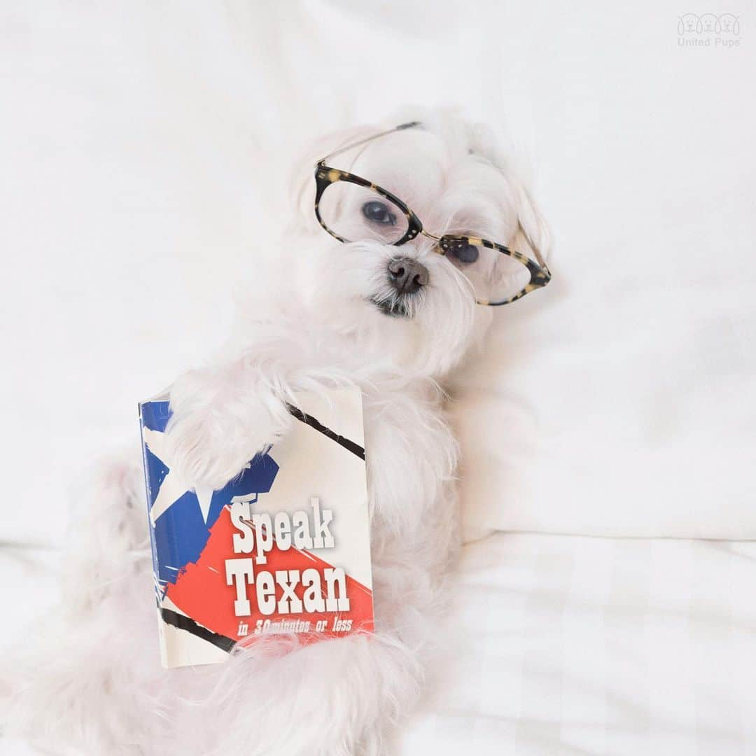 hi.arodさんのインスタグラム写真 - (hi.arodInstagram)「I tried my best but all I can say is woof y’all ☝️😬 ・・・・ #teachme#speaktexan#texan#texans#iamatexan#texanboy#reading📖#readingtime📖#knowmoregrowmore#knowmoredobetter#yall#texanaccent#cowboy#dfw#southernaccent#proudtexan#proudtexans#texanboy#whitedoglover#whitedog#whitedogo#whitedogsofinstagram#maltes#maltés#maltese #dallasdogs #dallasdog #texasdogs」8月14日 23時24分 - hi.arod