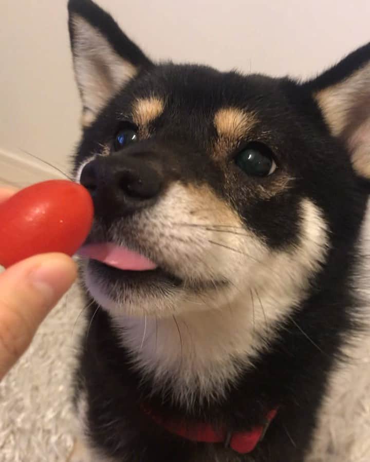 まめ丸のインスタグラム：「* * ママの実家でとれたミニトマト🍅 ぼくもちょっとだけもらったよー🐶💓 * I like tomato🍅🐶💓 * #そのままだとうまくたべられないからこのあと切ってもらったよ #首輪もトマト色🍅 💡よく質問もらう、このお気に入りのポーターの首輪はハイライトの楽天roomにのせてるよ🐶💡 * #柴犬#豆柴#柴#黒柴#犬#ふわもこ部#shiba#shibainu#shibastagram#shibadog#puppy#instadog#dogstagram#dog#instashiba#petstagram#pet#cutepetclub#강아지#멍스타그램#doglover#ilovemydog#weeklyfluff#楽天roomに載せてます#roomインフルエンサー」