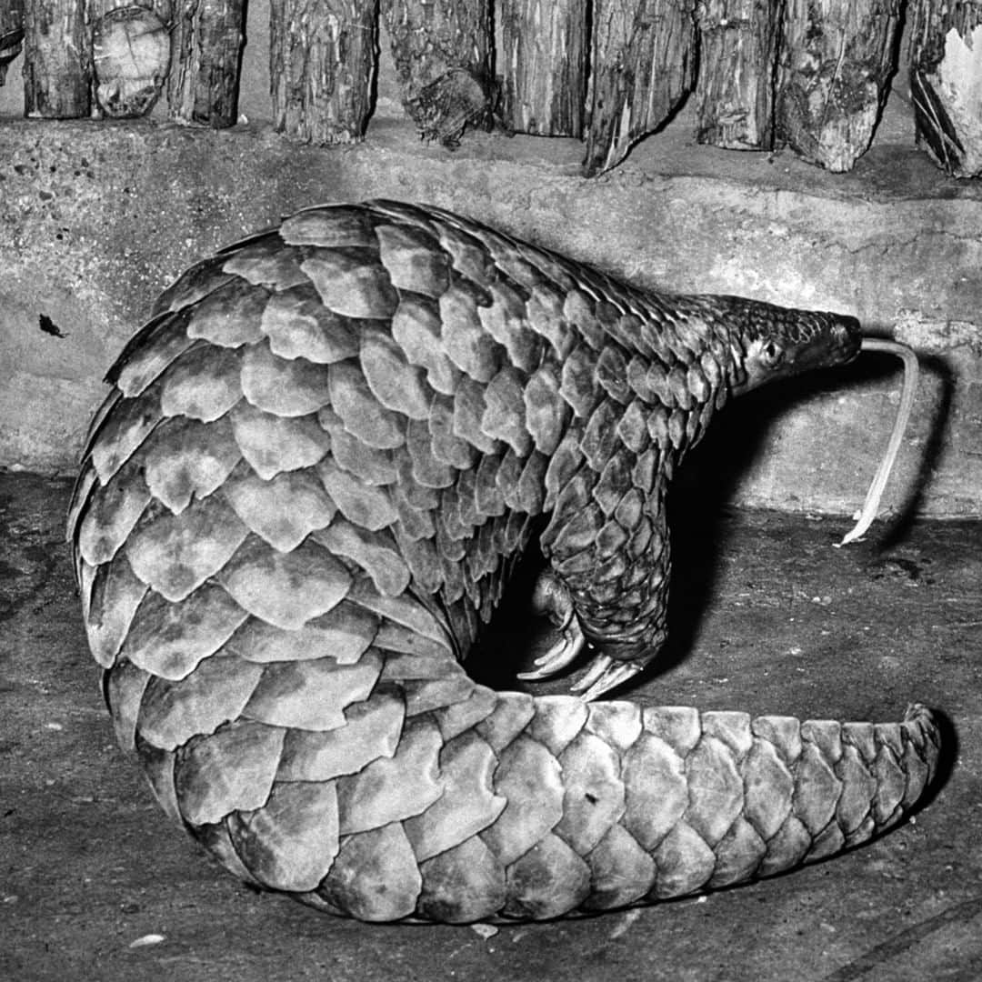 lifeさんのインスタグラム写真 - (lifeInstagram)「From the August 9, 1954 ANIMALS feature - "Pansy the Pangolin—Scaly Mammal From Africa Is Unique Possession Of Texas Zoo." This image ran in the story with the following caption: "Tongue extended, Pansy relaxes after her daily meal. Normally, when catching termites, she gets them by snapping out her sticky 14-inch tongue." (Joseph Scherschel—The LIFE Picture Collection/Getty Images) #wildLIFEwednesday #Pangolin」8月14日 23時46分 - life
