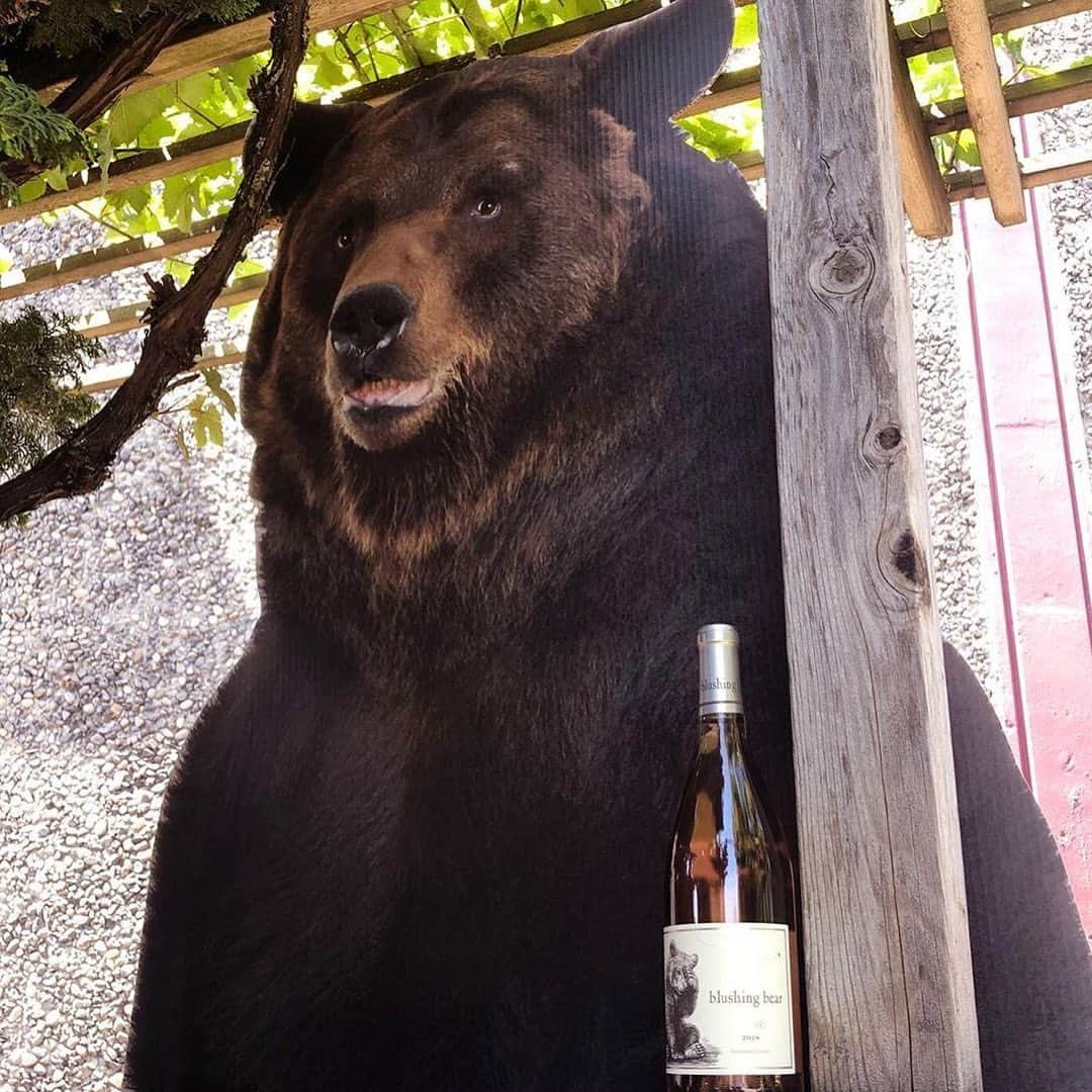 カイル・マクラクランさんのインスタグラム写真 - (カイル・マクラクランInstagram)「This darn 🐻 keeps following me around to my 🍷 events! #PursuedByBearWine」8月14日 23時46分 - kyle_maclachlan