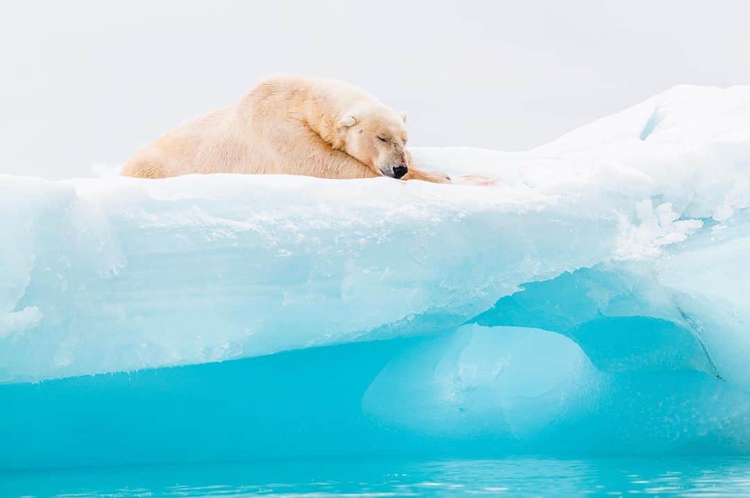National Geographic Creativeさんのインスタグラム写真 - (National Geographic CreativeInstagram)「Photo by @haarbergphoto | A polar bear rests on a floating glacier near Svalbard, Norway. #Svalbard #PolarBear #Glacier」8月14日 23時54分 - natgeointhefield