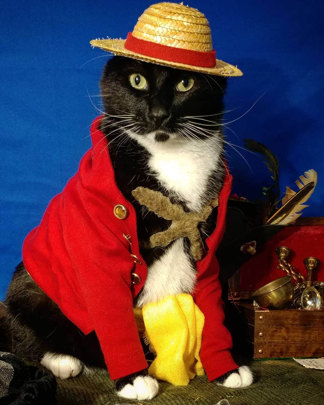 猫コスプレさんのインスタグラム写真 - (猫コスプレInstagram)「The last 22 years of adventure would have been very different if Luffy had eaten the Cat-Cat Fruit, Model: Domestic... #OnePiece #Luffy . . . . . . #onepiececosplay #luffycosplay #onepieceanime #onepiecefan #animecosplay #cosplay #catsinclothes #catcostume #petclothes #catcosplay」8月14日 23時55分 - cat_cosplay