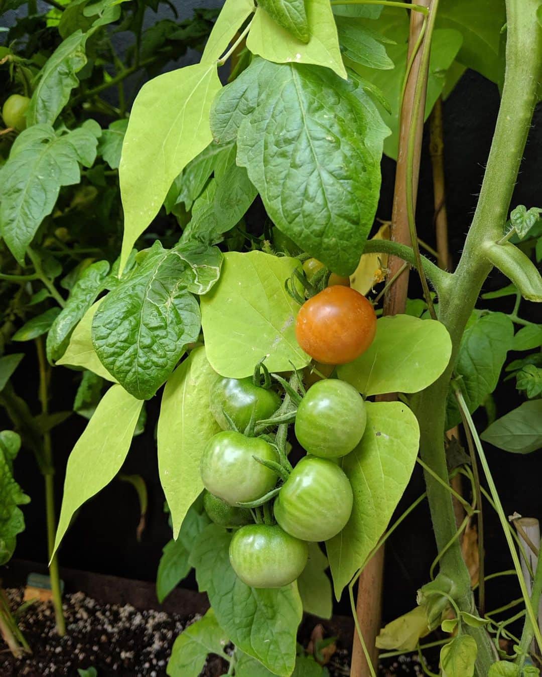 ジェイミー・オリヴァーさんのインスタグラム写真 - (ジェイミー・オリヴァーInstagram)「As it's #NationalAllotmentWeek I thought I'd show you the mini veg 'patch' we've got growing at HQ. There's tomatoes, chillies, peas and sweet corn all growing here, check out the toms which are just coming into colour, and those chillies!! 👉👉👉 What veggies do you grow on your allotment or at home?? #JamiesVeg」8月14日 23時58分 - jamieoliver
