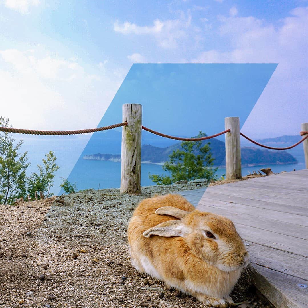 All Nippon Airwaysさんのインスタグラム写真 - (All Nippon AirwaysInstagram)「An island of rabbits? We’d hoppily stop by! 🐇🐰#Okunoshima」8月15日 0時17分 - allnipponairways