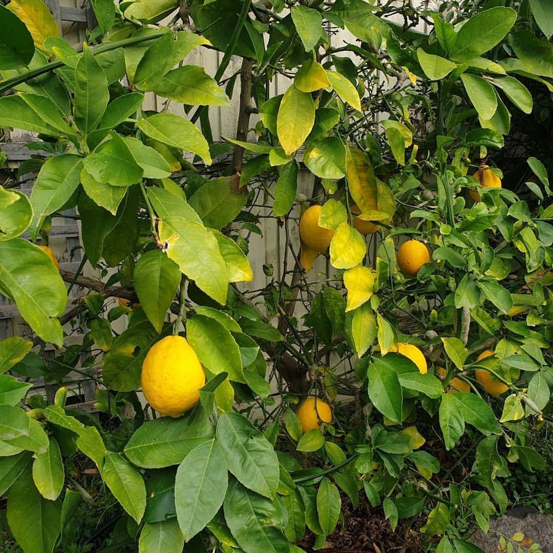 フォン＝サナンタチャット タナパットピサーンさんのインスタグラム写真 - (フォン＝サナンタチャット タナパットピサーンInstagram)「Lemon tree in the backyard ! 🍋🍋🍋🍋🍋 My fav ! #nofilter」8月15日 0時47分 - sananthachat