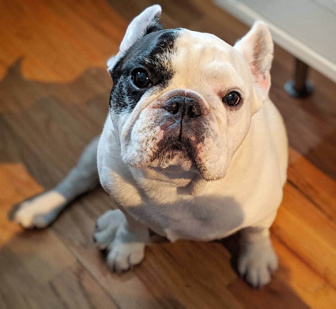 Manny The Frenchieさんのインスタグラム写真 - (Manny The FrenchieInstagram)「If you eat one more thing without sharing, I swear I'm moving out!!! 😠」8月15日 0時58分 - manny_the_frenchie