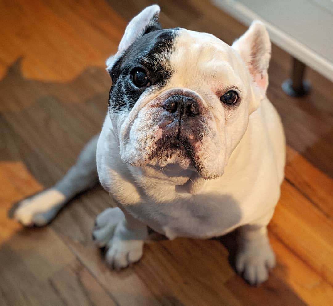 Manny The Frenchieのインスタグラム：「If you eat one more thing without sharing, I swear I'm moving out!!! 😠」