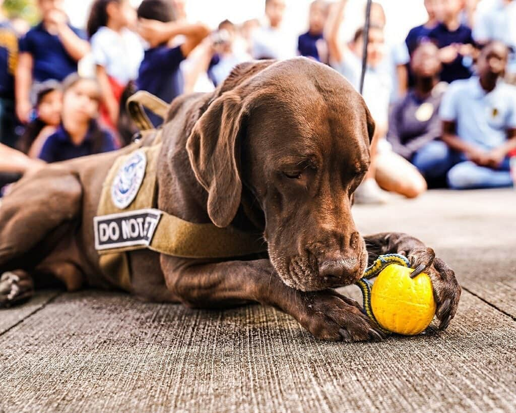 アメリカ運輸保安局さんのインスタグラム写真 - (アメリカ運輸保安局Instagram)「How many bites does it take to make this a wiffle ball?” – Freddy Chica K9 from MIA. ⠀⠀⠀⠀⠀⠀⠀⠀⠀⠀⠀⠀⠀⠀⠀⠀⠀⠀ Once considered a backyard game taken way too far, now we have a National Wiffle League. For #NationalWiffleBallDay we thought to pitch you an adorable K9 picture and two PSA’s, a 3-for-1 deal ⠀⠀⠀⠀⠀⠀⠀⠀⠀⠀⠀⠀⠀⠀⠀⠀⠀⠀ There’s no playing around when it comes to the wiffle, it’s a hardcore sport and the players take it seriously. Don’t whiff and strike out at the checkpoint, you batter pack your favorite golden plastic stick in your checked bags. Your scuffed ball is a home run through the security checkpoint. ⠀⠀⠀⠀⠀⠀⠀⠀⠀⠀⠀⠀⠀⠀⠀⠀⠀⠀ Also as a friendly reminder, our canines are highly trained explosive detecting workaholics! Please don’t distract them by petting them. We know, it’s sooo hard to resist. ⠀⠀⠀⠀⠀⠀⠀⠀⠀⠀⠀⠀⠀⠀⠀⠀⠀⠀ #TSACanines #workingdogs #DoNotPet #airportsecurity #NationalWiffleBallDay #WiffleBallDay  #traveladvice #WorkingdogsofIG #dogsofinstagram #k9life」8月15日 1時12分 - tsa