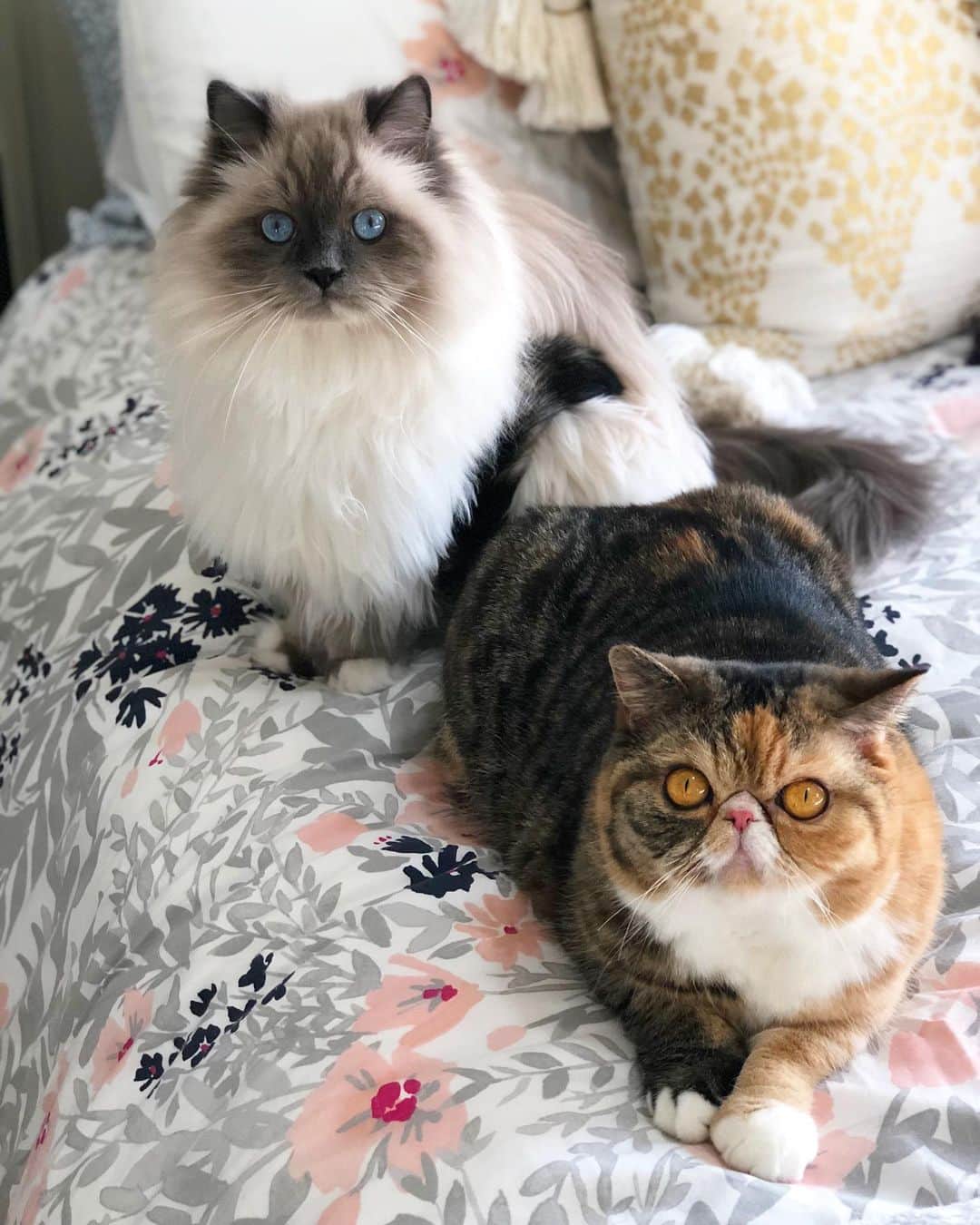 Tinaのインスタグラム：「George and Wheezy. That’s all. 💓 #WBW」